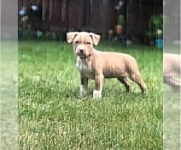 Medium Photo #10 American Pit Bull Terrier Puppy For Sale in ABERDEEN, SD, USA