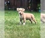 Small Photo #10 American Pit Bull Terrier Puppy For Sale in ABERDEEN, SD, USA