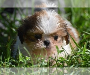 Shih Tzu Puppy for sale in PALM COAST, FL, USA