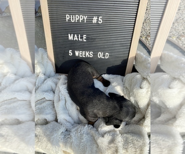 Medium Photo #6 Dachshund Puppy For Sale in CONCORDIA, MO, USA