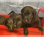 Small Photo #2 Labrador Retriever Puppy For Sale in FORT MORGAN, CO, USA