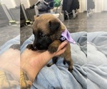 Small Photo #140 Belgian Malinois Puppy For Sale in REESEVILLE, WI, USA