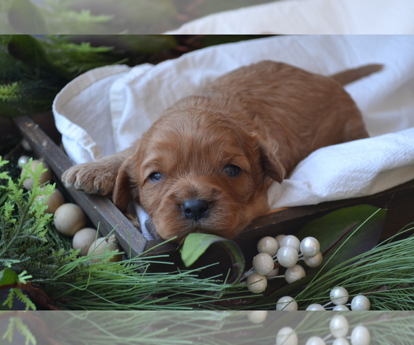 Medium Photo #17 Cavapoo (Miniature) Puppy For Sale in GREENWOOD, WI, USA