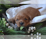 Small #3 Cavapoo (Miniature)