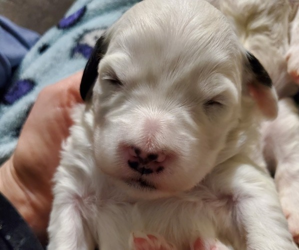Medium Photo #12 Bernedoodle (Miniature) Puppy For Sale in LEETONIA, OH, USA