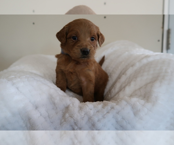 Medium Photo #1 Goldendoodle Puppy For Sale in KALAMAZOO, MI, USA