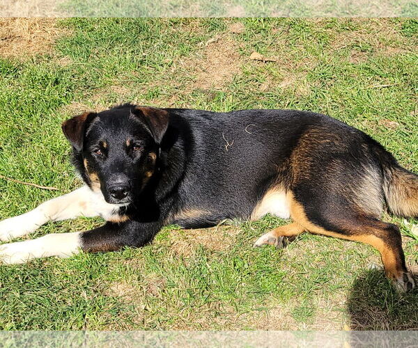 Medium Photo #1 Mutt Puppy For Sale in Mobile, AL, USA