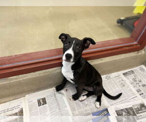 American Staffordshire Terrier-Unknown Mix Dogs for adoption in Raleigh, NC, USA