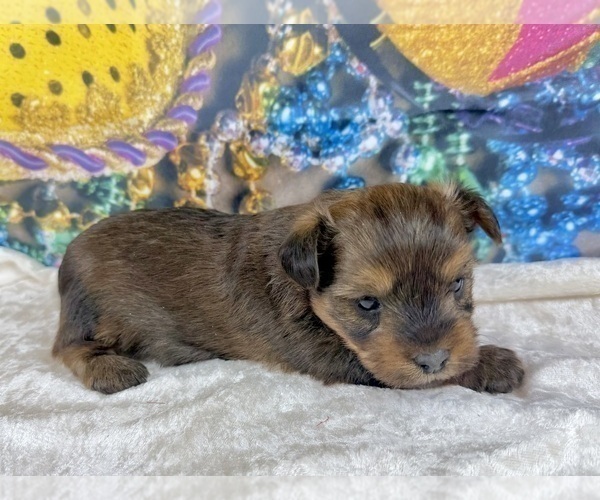 Medium Photo #27 Morkie Puppy For Sale in CASSVILLE, MO, USA