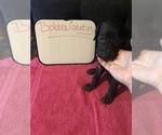 Small Photo #66 Great Dane Puppy For Sale in MINERAL WELLS, TX, USA