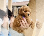 Small Photo #7 Poodle (Toy) Puppy For Sale in RIVERSIDE, CA, USA