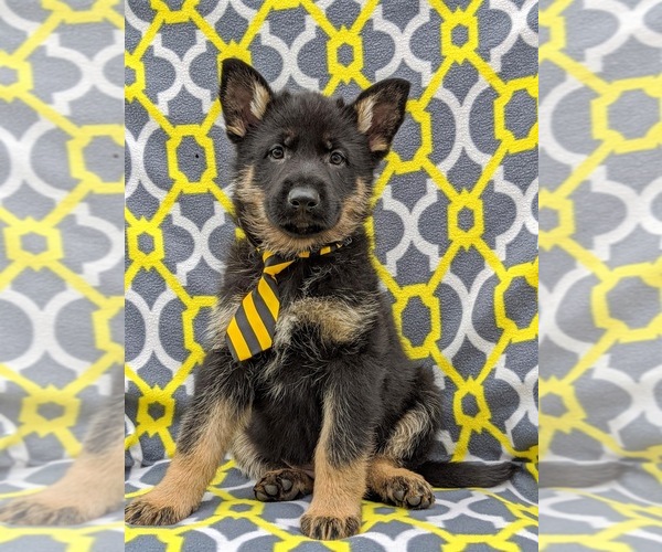 Medium Photo #1 German Shepherd Dog Puppy For Sale in NEW PROVIDENCE, PA, USA