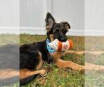 Small Photo #23 German Shepherd Dog Puppy For Sale in LA FAYETTE, NY, USA