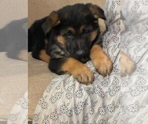 German Shepherd Dog Puppy for sale in GREENWOOD, WI, USA