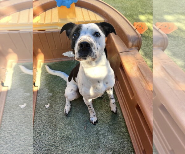 Medium Photo #8 Mutt Puppy For Sale in Euless, TX, USA