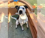 Small Photo #8 Mutt Puppy For Sale in Euless, TX, USA
