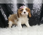 Small #3 Cavalier King Charles Spaniel