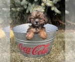 Small #3 Shorkie Tzu