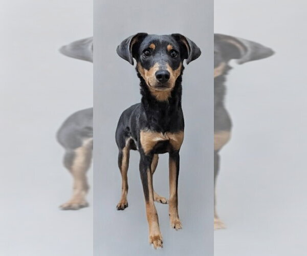 Medium Photo #5 Mutt Puppy For Sale in garner, NC, USA