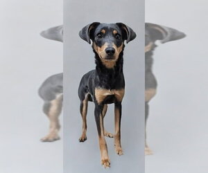 Randy - Male Mutt Dog for Adoption - Photo #5