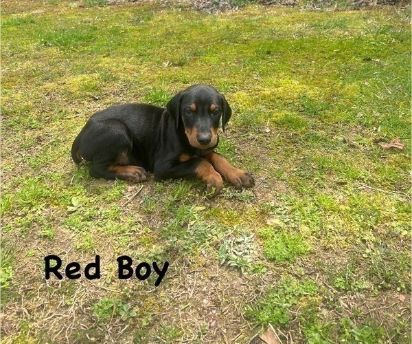 Medium Photo #3 Doberman Pinscher Puppy For Sale in NEW KENT, VA, USA