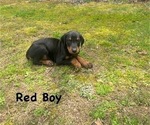 Small Photo #3 Doberman Pinscher Puppy For Sale in NEW KENT, VA, USA