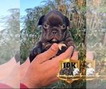 Small Photo #7 French Bulldog Puppy For Sale in SPRING HILL, FL, USA