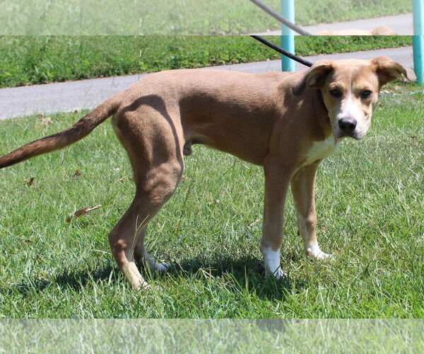 Medium Photo #4 Retriever -Unknown Mix Puppy For Sale in Prattville, AL, USA