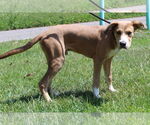Small #3 Retriever  Mix