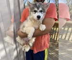 Small Photo #78 Siberian Husky Puppy For Sale in KANSAS CITY, MO, USA