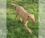 Small #7 Labrador Retriever Mix
