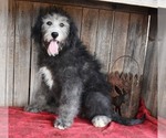 Small Photo #15 Sheepadoodle Puppy For Sale in ASPERMONT, TX, USA