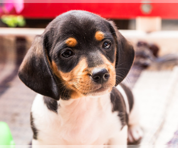 Medium Photo #7 Dachshund Puppy For Sale in WAKARUSA, IN, USA