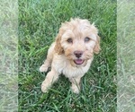 Small Photo #7 Cavapoo Puppy For Sale in GREENWOOD, IN, USA