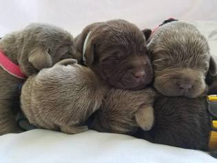Mother of the Labrador Retriever puppies born on 04/22/2018