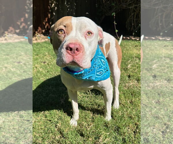 Medium Photo #3 American Pit Bull Terrier-Unknown Mix Puppy For Sale in Redlands, CA, USA