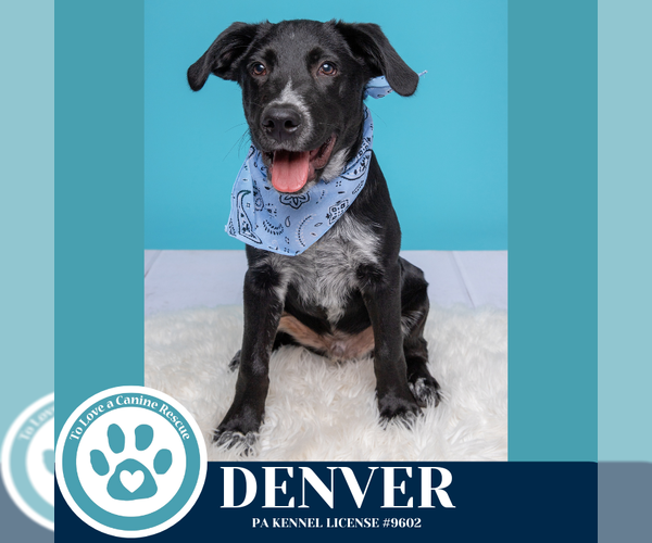 Medium Photo #24 Golden Retriever-Unknown Mix Puppy For Sale in Kimberton, PA, USA