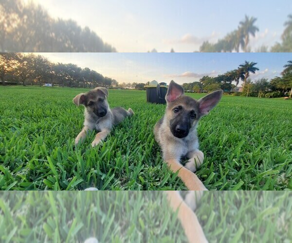 Medium Photo #3 German Shepherd Dog Puppy For Sale in HOLLYWOOD, FL, USA