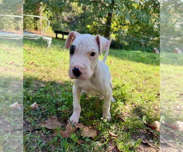 Medium Photo #3 Chinese Shar-Pei-Unknown Mix Puppy For Sale in Wakefield, RI, USA