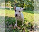 Small #2 Chinese Shar-Pei Mix