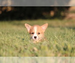 Small #3 Pembroke Welsh Corgi