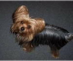 Small Photo #1 Shorkie Tzu Puppy For Sale in NEVADA, TX, USA