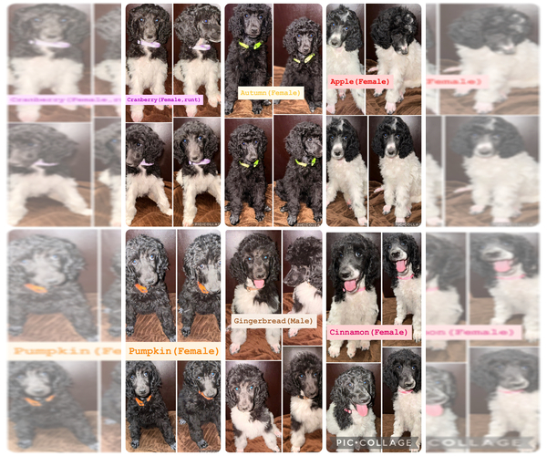 Medium Photo #1 Poodle (Standard) Puppy For Sale in LEAGUE CITY, TX, USA