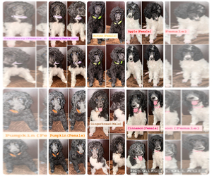 Poodle (Standard) Puppy for sale in LEAGUE CITY, TX, USA