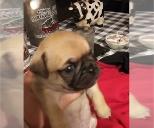 Pug-A-Poo Puppy for sale in NEW WAVERLY, TX, USA