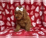 Small #2 Goldendoodle (Miniature)