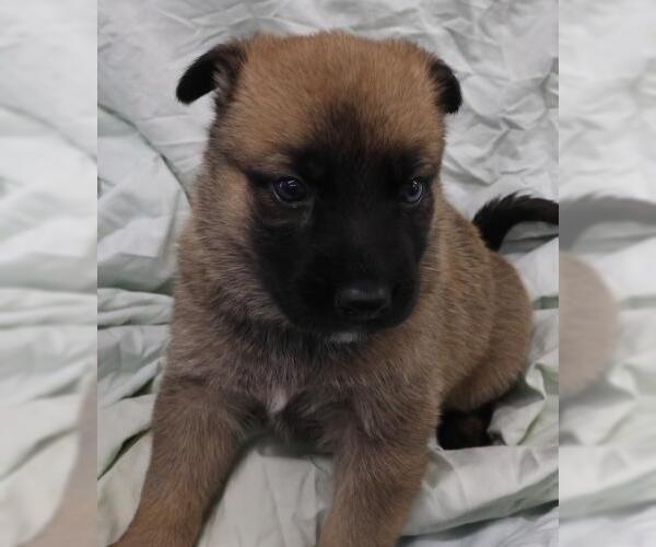 Medium Photo #1 Labrador Retriever-Unknown Mix Puppy For Sale in Thief River Falls, MN, USA