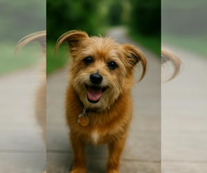 Cairn Terrier-Norfolk Terrier Mix Dogs for adoption in Phoenix, AZ, USA