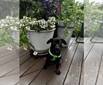 Small #3 Labrador Retriever Mix