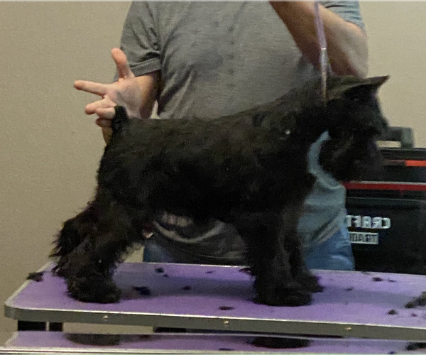 Medium Photo #4 Schnauzer (Miniature) Puppy For Sale in CLERMONT, FL, USA